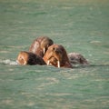 Walrus in Siberai