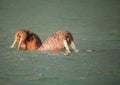 Walrus in Siberai