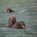 Walrus in Siberai