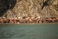 Walrus in Siberai