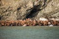 Walrus in Siberai