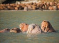 Walrus in Siberai