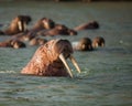 Walrus in Siberai Royalty Free Stock Photo