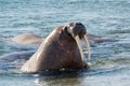 Walrus of Svalbard