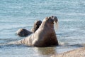 Walrus of Svalbard