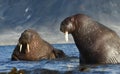 Walrus in Svalbard / Spitsbergen