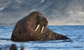 Walrus in Svalbard / Spitsbergen Royalty Free Stock Photo