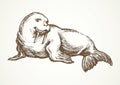 Walrus. Vector drawing Royalty Free Stock Photo