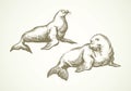 Walrus. Vector drawing
