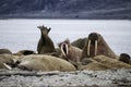 Walruses On A Beach Royalty Free Stock Photo