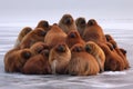 walruses huddling together for warmth