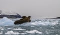 Walruses On Ice Royalty Free Stock Photo