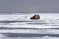 Walruses on the Ice Royalty Free Stock Photo