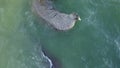 Walruses pinniped mammals in cold water of Arctic Ocean copter aero view.