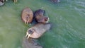 Walruses pinniped mammals in cold water of Arctic Ocean copter aero view.