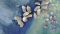 Walruses pinniped mammals in water of Arctic Ocean aero view on New Earth.