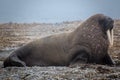 Walruses in Svalbard - Norway, North Pole Royalty Free Stock Photo