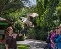 The palm-nut vulture, vulturine fish eagle, a large bird of prey on the falconer hand. Birds show