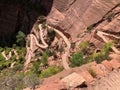 Walters wiggles hike going to Angels Landing