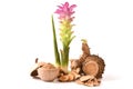 Wan-chak-mot-luk (Thai name) (Curcuma xanthorrhiza Roxb.)