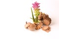 Wan-chak-mot-luk (Thai name) (Curcuma xanthorrhiza Roxb.) Royalty Free Stock Photo