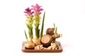 Wan-chak-mot-luk (Thai name) (Curcuma xanthorrhiza Roxb.)