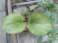 Wan Nang Khum or Wan Khu Kao watch the house is auspicious plant commonly planted.