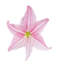 Wan-See-Til Hippeastrum johnsonii.AMARYLLI DACEAE Royalty Free Stock Photo