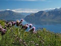 Wanaka lake