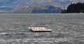 Wanaka Lake - birds