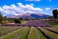 Wanaka Lavender field, New Zealand Royalty Free Stock Photo