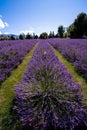 Wanaka Lavender field, New Zealand Royalty Free Stock Photo