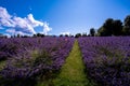 Wanaka Lavender field, New Zealand Royalty Free Stock Photo