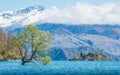 The Lone tree of lake Wanaka the fouth largest lake of New Zealand in spring season.