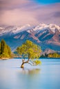 `That Wanaka Tree` | Wanaka, New Zealand