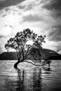 Wanaka Tree in black and white