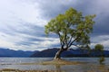 That Wanaka Tree