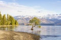 That Wanaka Tree and Lake Wanaka shoreline, Wanaka, New Zealand Royalty Free Stock Photo