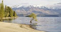 That Wanaka Tree and Lake Wanaka shoreline, Wanaka, New Zealand Royalty Free Stock Photo