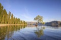 That Wanaka Tree and Lake Wanaka shoreline, Wanaka, New Zealand Royalty Free Stock Photo