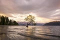 That Wanaka Tree and Lake Wanaka shoreline, Wanaka, New Zealand Royalty Free Stock Photo