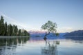 That Wanaka Tree and Lake Wanaka shoreline, Wanaka, New Zealand Royalty Free Stock Photo