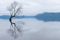 The Wanaka Tree, the most famous willow tree in Lake Wanaka New Zealand