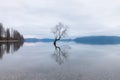 The Wanaka Tree, the most famous willow tree in Lake Wanaka New Zealand