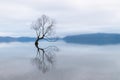 The Wanaka Tree, the most famous willow tree in Lake Wanaka New Zealand