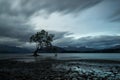 Wanaka tree in New Zealand with moody clouds and mountains in the background