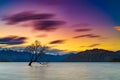 That Wanaka tree, Wanaka, New Zealand