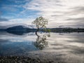 That Wanaka tree in Newzealand. A lonely tree. Royalty Free Stock Photo