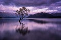 The Wanaka Tree at sunrise in New Zealand Royalty Free Stock Photo
