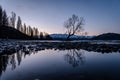 That Wanaka Tree